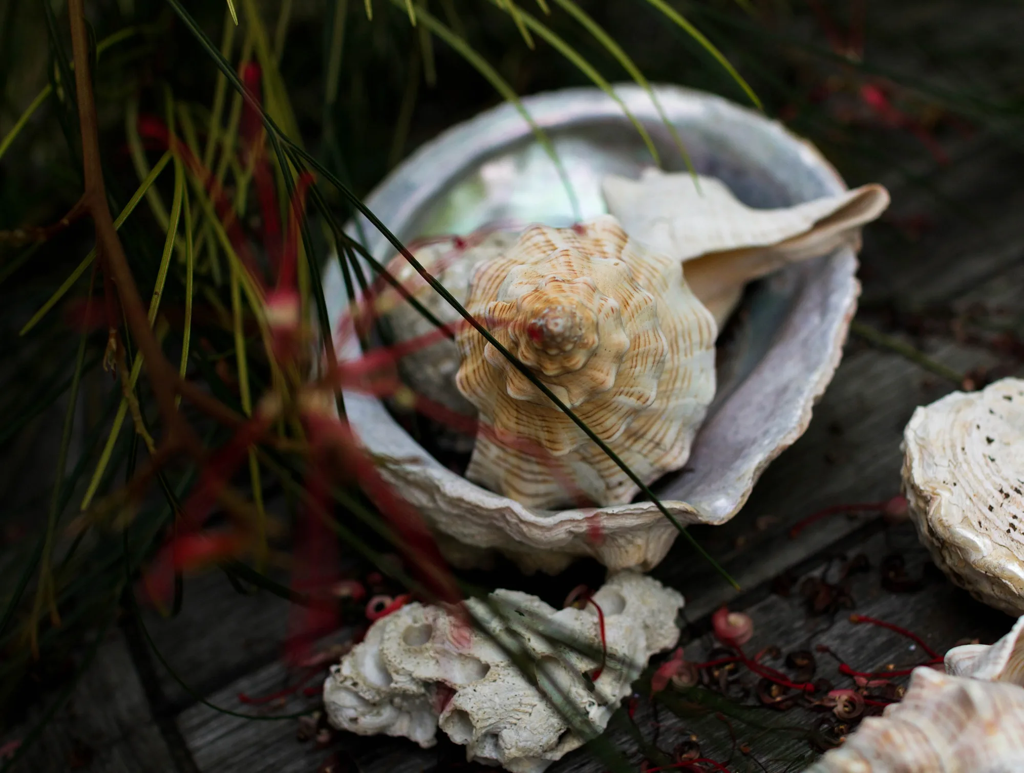 Amazing Desert Oddities