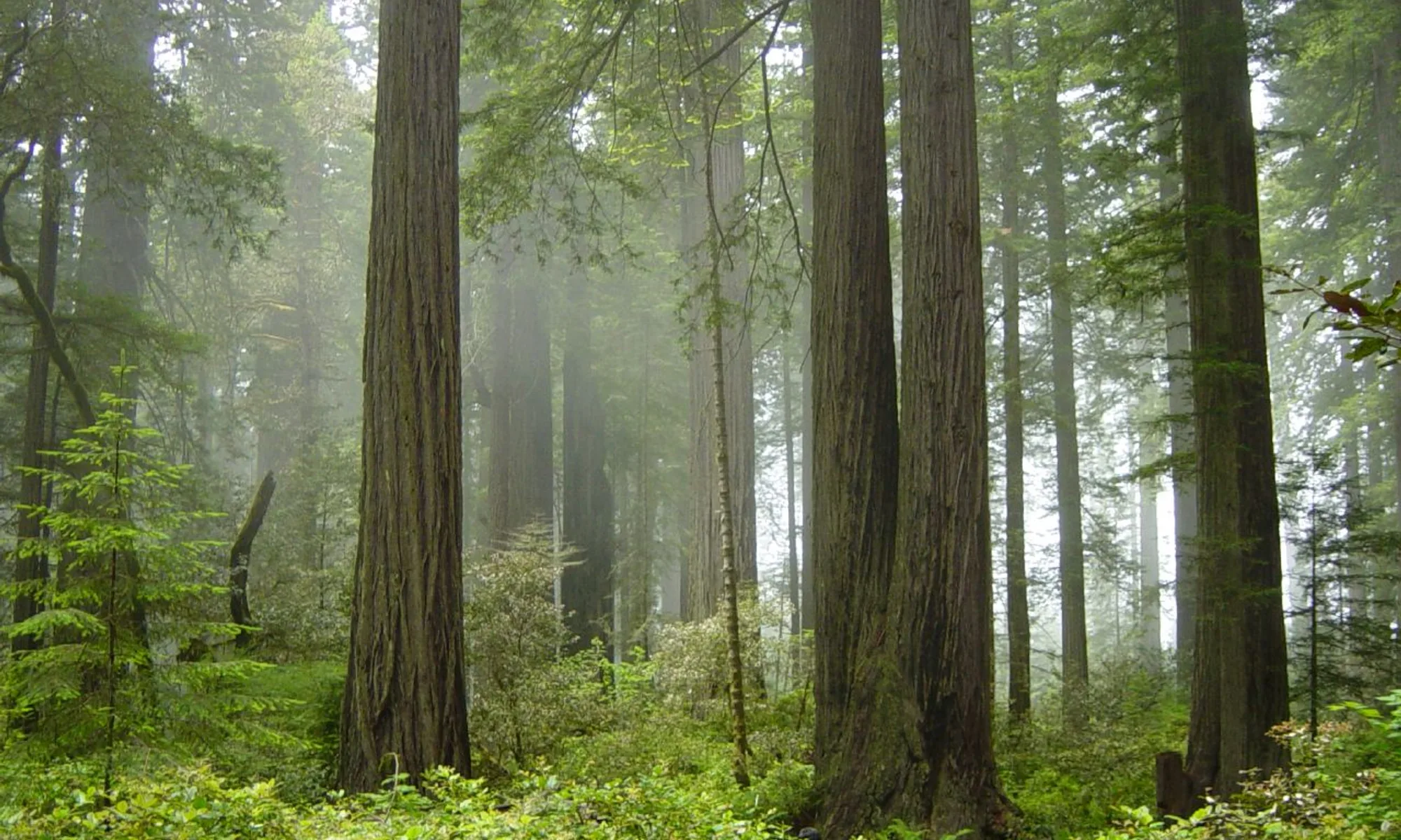 Arcata